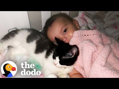 Cats Who Love Babies #Video