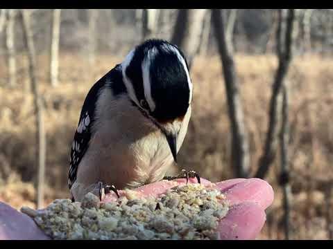 Hand-feeding Birds in Slow Mo - Downy Woodpecker #Video