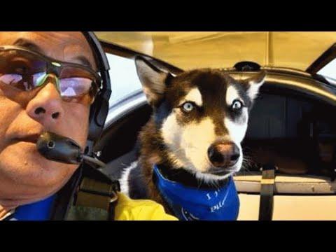 This man used to fly humans. Now he flies shelter dogs. #Video