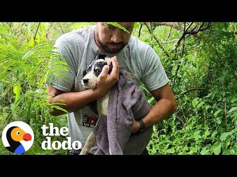 Rescuers Hear Puppy Cries Coming From The High Grass #Video