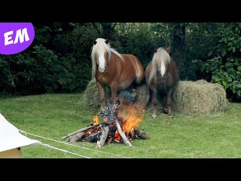 Cute & Funny Ponies - Albert & Ernie - Emma Massingale #Video