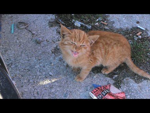 Abandoned Kitten Crying At The Trash Cans #Video