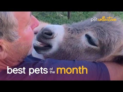 Best Pets of the Month Video (August 2020)