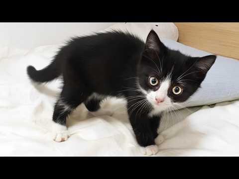 You’ll Laugh Nonstop at the Most Dramatic Laughing Kitten Ever! #Video