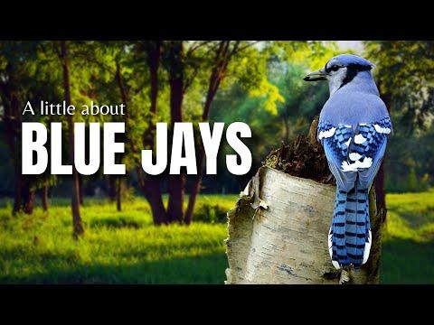 A Little about the BLUE JAY | Fun Facts #Video