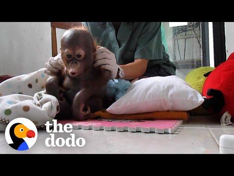 Baby Orangutan Rescued 8 Years Ago Is Finally Ready For Release #Video