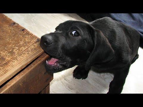 If Laughter is Medicine, This Funny Dog is the Cure #Video
