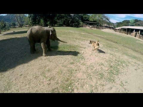 Cuteness Alert! Baby Elephant Protect Her Own Territory From Dog - ElephantNews #Video