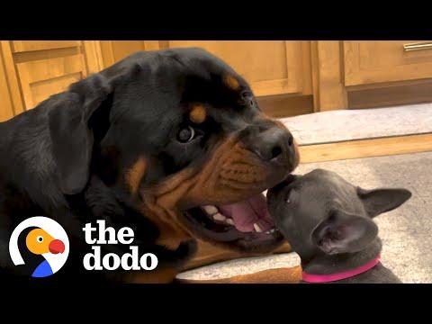 Rottweiler Gets A Tiny Puppy And Has The Most Surprising Reaction #Video