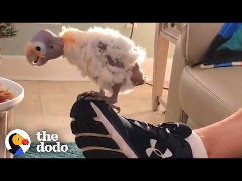 Guy Who Didn’t Like Birds Is Best Friends With One Now #Video