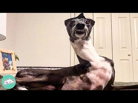 Man Keeps A Greyhound With Three Legs And Their Bond Is Adorable #Video