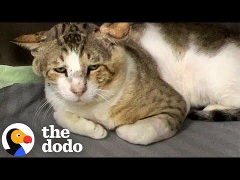 Sad-Faced Shelter Cat Learns How To Trust From Foster Siblings #Video