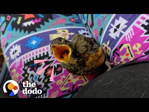Tiny Baby Robin Learns To Fly With A Little 'Boost' #Video
