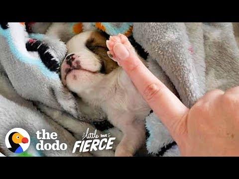 Teeniest Bulldog Puppy Couldn't Stop Spinning in Circles | The Dodo Little But Fierce