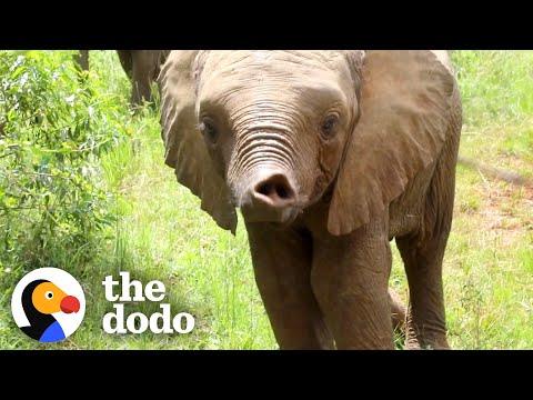Orphaned Baby Elephant Gets A Big New Family #Video