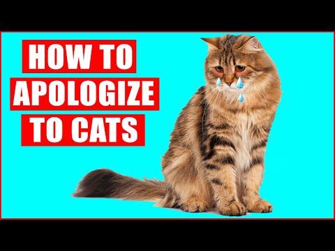 How to Apologize to Your Cat #Video