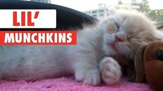 Breed All About It: Munchkins