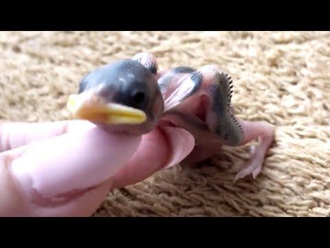 Woman does sweetest thing for sparrow that lived 30 days #Video