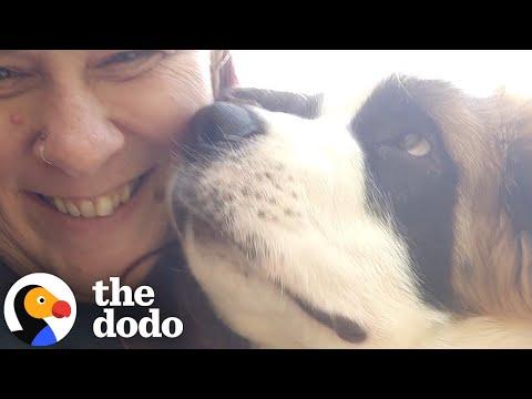 Will She Foster Fail With A Saint Bernard Puppy? #Video