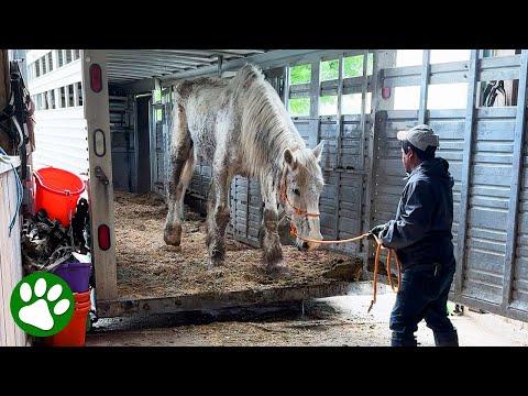 Rescued workhorses goes through incredible transformation #Video