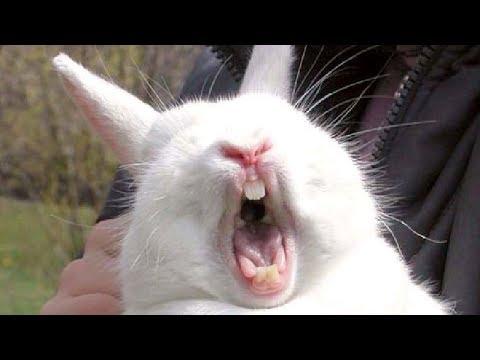 Animals Making Funny Sounds And Noises - Funny Animal Compilation