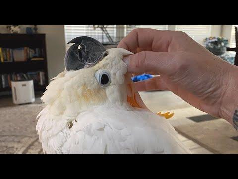 Middle-aged cockatoo doesn't know how to fly. This woman wants to change that. #Video