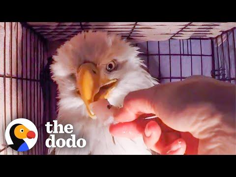 Woman Finds A Weak One-Eyed Eagle And Brings Her Back To Life #Video