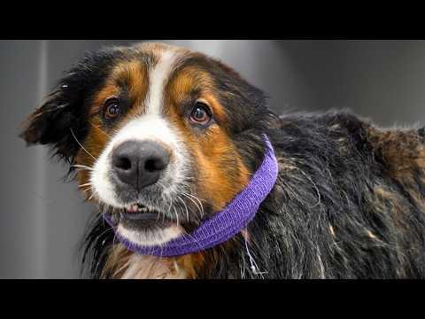His Owners Warned Me...It Was His First Groom #Video