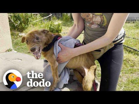 Rescued Three-legged Dog Completely Transforms Once He Is Safe #Video