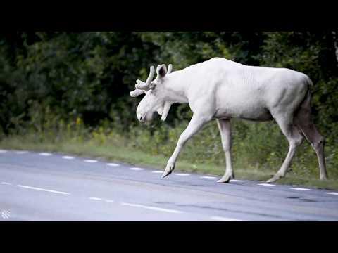 Rare Footage Of Stunning White Moose