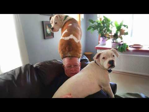 Nobody Told You What It's Like To Have A Clingy Dog #Video