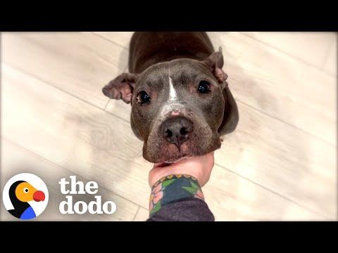 Skinny Pittie Finds A Family That's Truly Meant To Be #Video