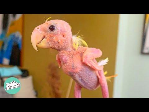 Bird Lost His Feathers and Became Sad But Started Singing Again #Video