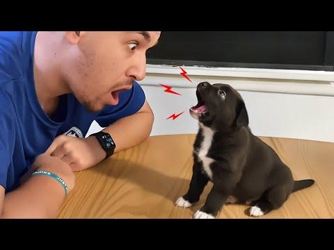 When Dogs Start Arguing Back To Their Owner #Video