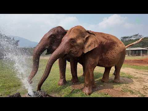 From Strangers to Muddy Playmates - ElephantNews #Video