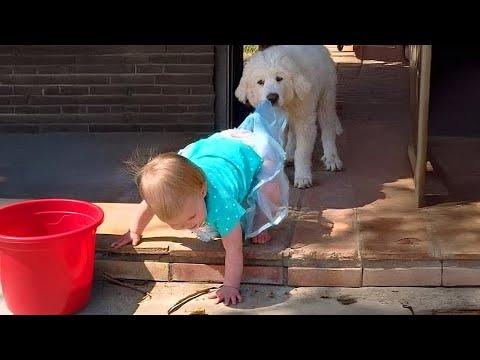 The Moment Your Dog Prove They're the Best Babysitters #Video