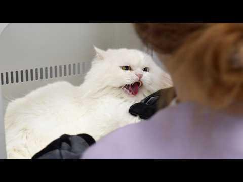 I Groomed the Angriest Rescued Persian Cat (He Hated Every Second) #Video