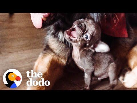 The Teeniest Baby Frenchie Finally Learns How To Bark So Loud #Video