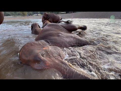 Water Brings Out The Purtest Sounds Of Joy From An Elephant - ElephantNews #Video