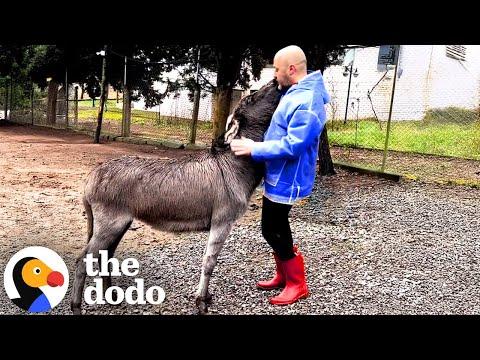 Donkey Hugs Her Dad Every Time She Sees Him