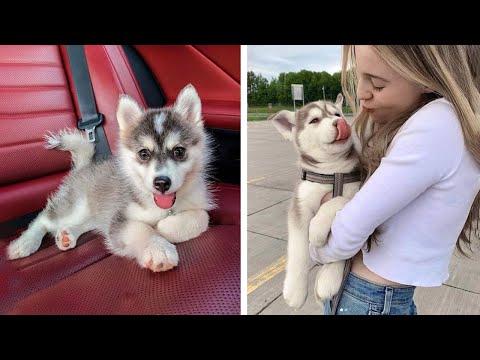 Funny And SOO Cute Husky Puppies Compilation #14 - Cutest Husky Puppy #Video