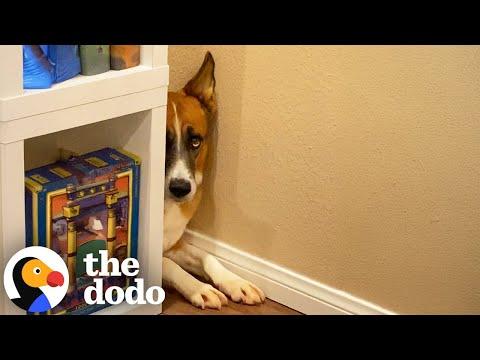 Dog Overcomes All Her Fears, One By One #Video