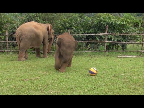 Baby Elephant Sa Nga (Jai dee) Enjoying Play Time With A Tiny Ball #Video