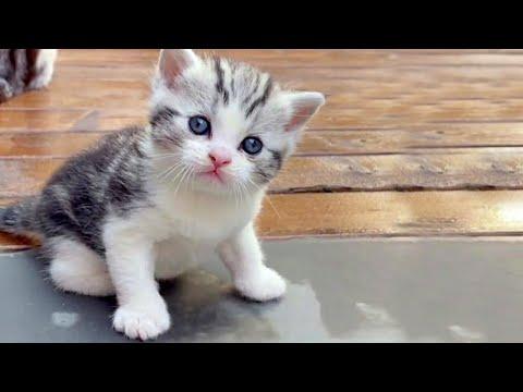 This Little Kitten Is Cute Beyond Words #Video