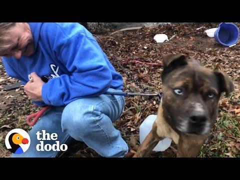 They Need To Save This Starving Dog From A Bolted Chain #Video
