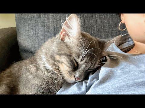 Dog person is shocked when her first cat turns out to be affectionate #Video