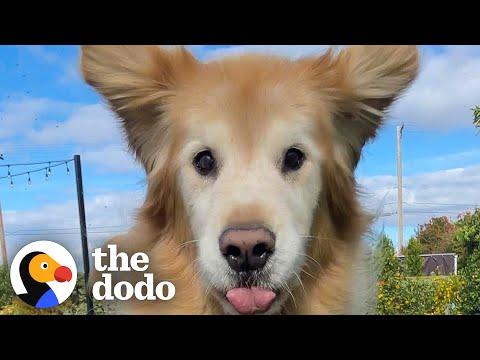 Senior Golden Cannot Contain His Excitement For Life #Video