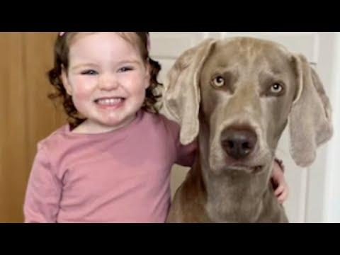 Dog is sweetest friend to little girl #Video