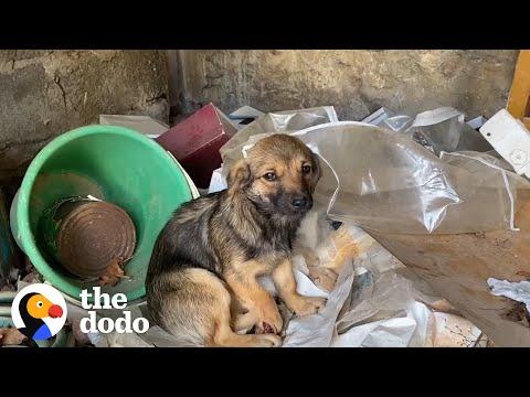 Guy Rescues Stray Puppy And Reunites Her With Her Brothers #Video