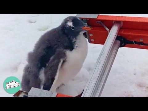 These Penguins Keep Stealing Everything From Scientists. It’s A Hoot #Video